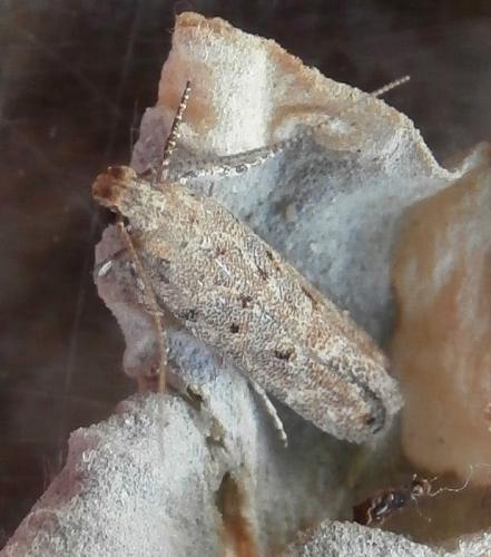 Réf. 180 166 : Scrobipalpa halymella